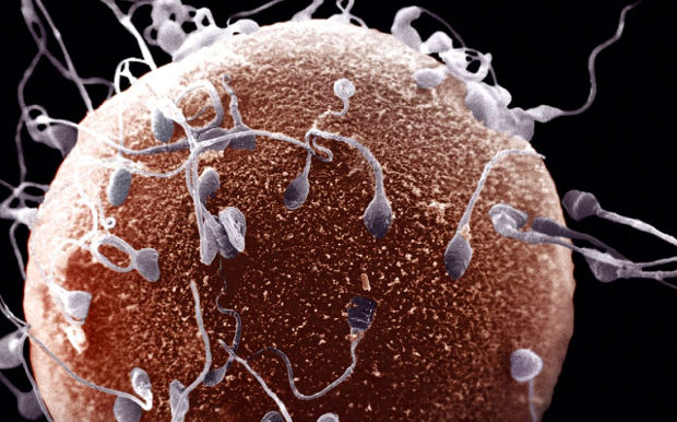 яйцеклетка и сперматазоиды
