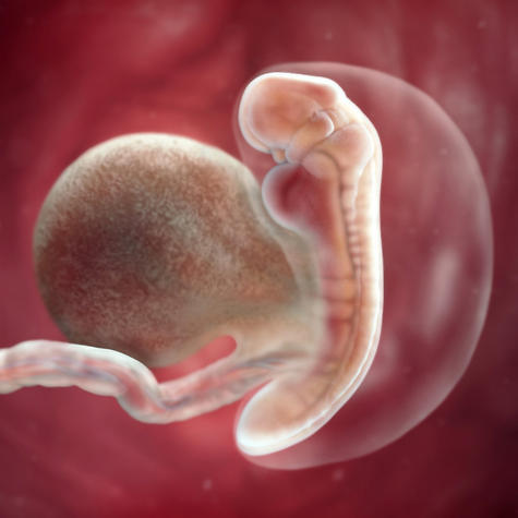 эмбрион на 5 неделе беременности