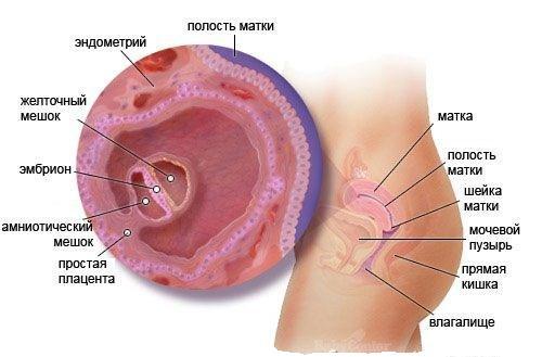 внедрения эмбриона в матку