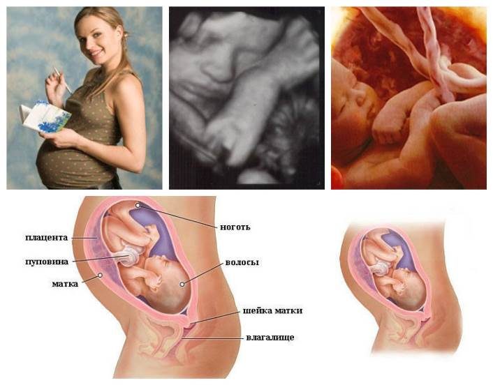 Внутриутробное развитие ребенка 33 неделя