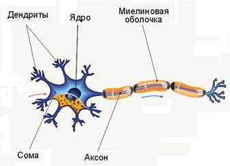 миелиновая оболочка нервной клетки