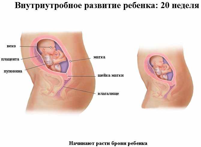 Внутриутробное развитие ребенка 20 недель