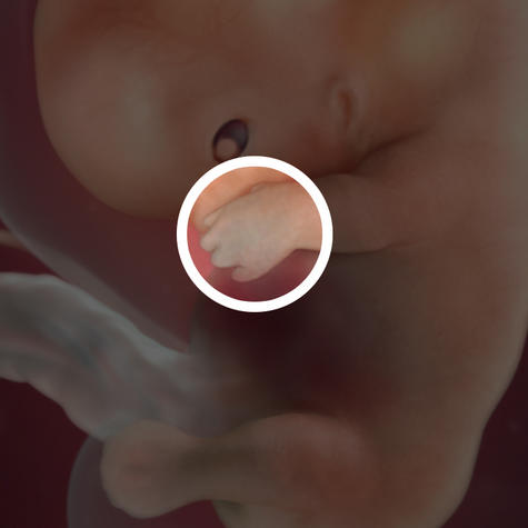 Развитие пальчиков на 9 неделе беременности