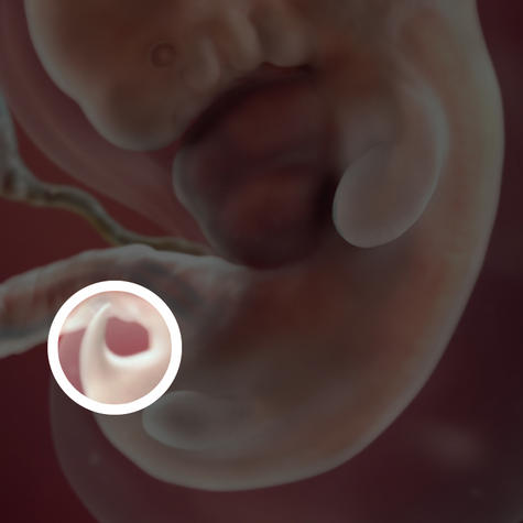 Хвостик у эмбриона на 7 неделе беременности