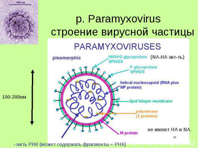 Паротит парамиксовирус