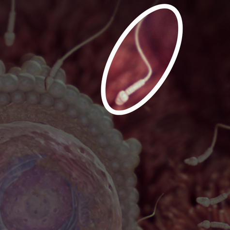 сперматозоиды попадают в фаллопиевы трубы