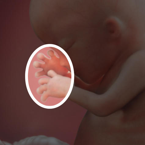 Формируются отпечатки пальцев на 13 неделе беременности