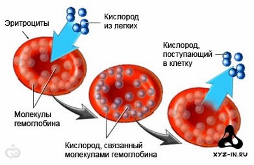 Анемия у беременных при снижении гемоглобина в крови