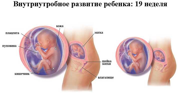 Внутриутробное развитие ребенка 19 недель