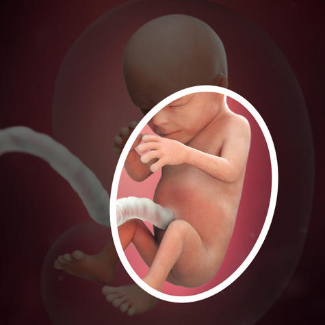 Развивается волосяной покров по всему телу на 14 неделе беременности