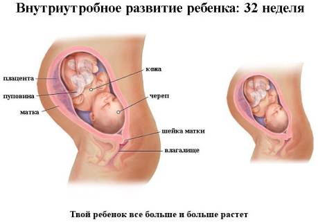 Внутриутробное развитие ребенка 32 неделя