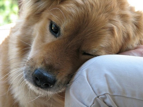 Конъюнктивит у собак: как и чем лечить?