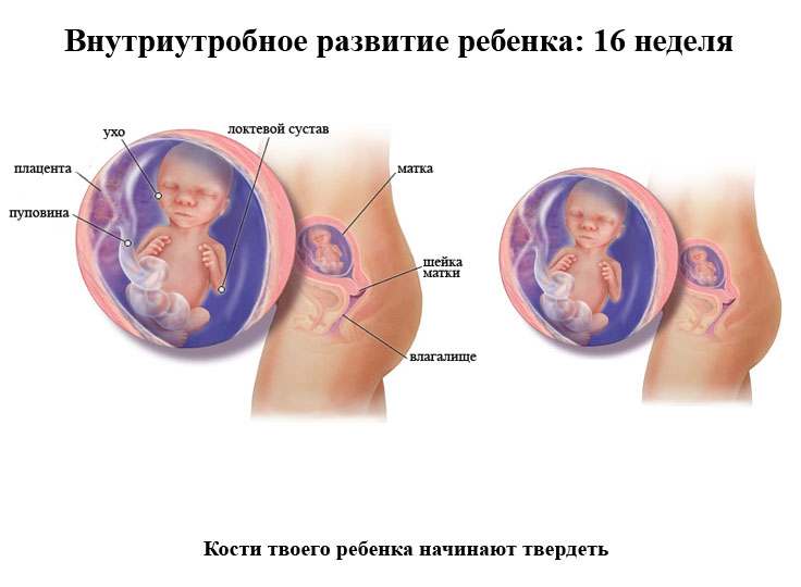 Внутриутробное развитие ребенка 16 недель