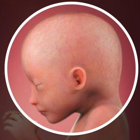 На голове появляется волосяной покров на 19 неделе беременности