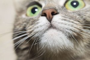 У кошки слезится глаз: что делать?