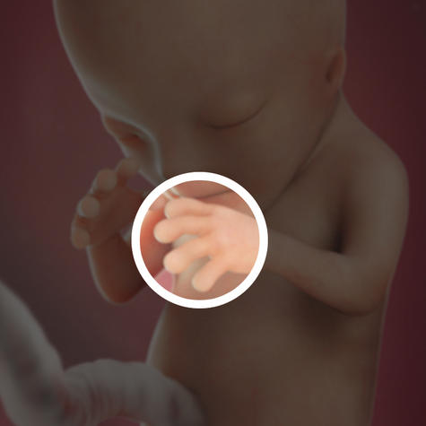 Пальцы и кисти рук сформированы на 12 неделе беременности