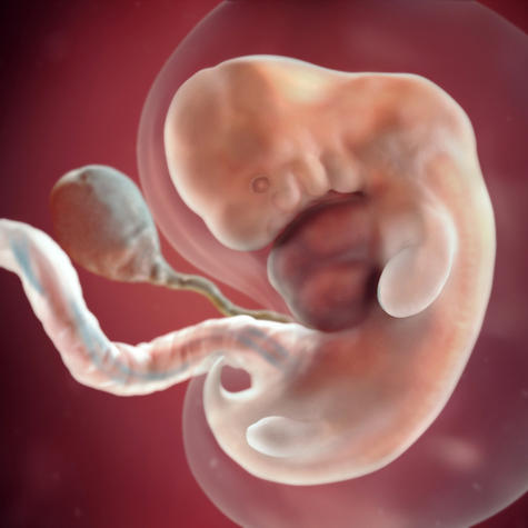 Развитие эмбриона на 7 неделе беременности