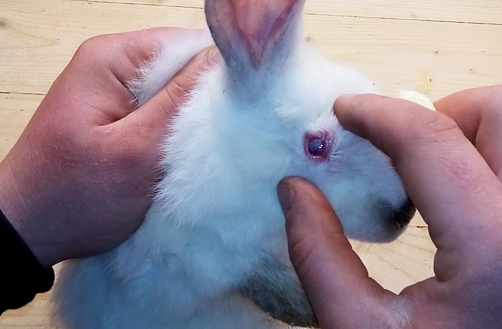Конъюнктивит у кроликов: как проявляется и как лечить?