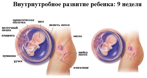 Внутриутробное развитие ребёнка - 9 недель