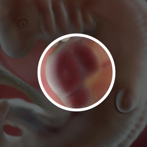 Сердце эмбриона на 6 неделе беременности