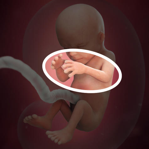 Конечности становятся пропорциональны телу на 14 неделе беременности