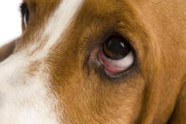 Конъюнктивит у собак: как и чем лечить?