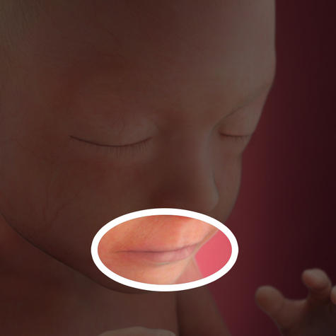 Формируются правильные очертания губ на 21 неделе беременности