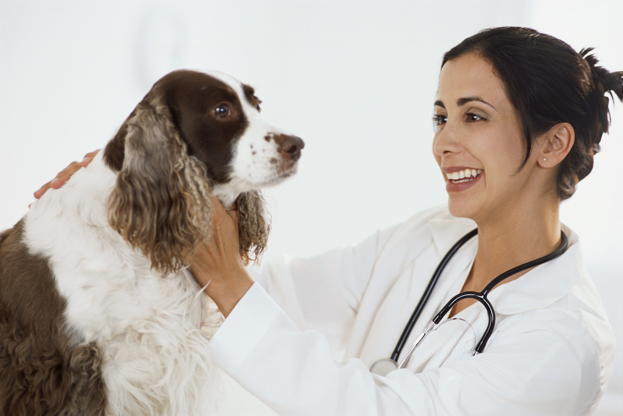 Кератит у собак: как лечить воспаление роговицы