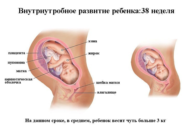 Внутриутробное развитие ребенка 38 неделя