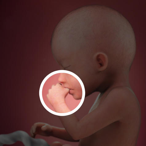 Периодически ребенок сосёт свои пальчики на 20 неделе беременности