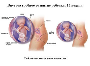 Внутриутробное развитие ребенка 13 недель