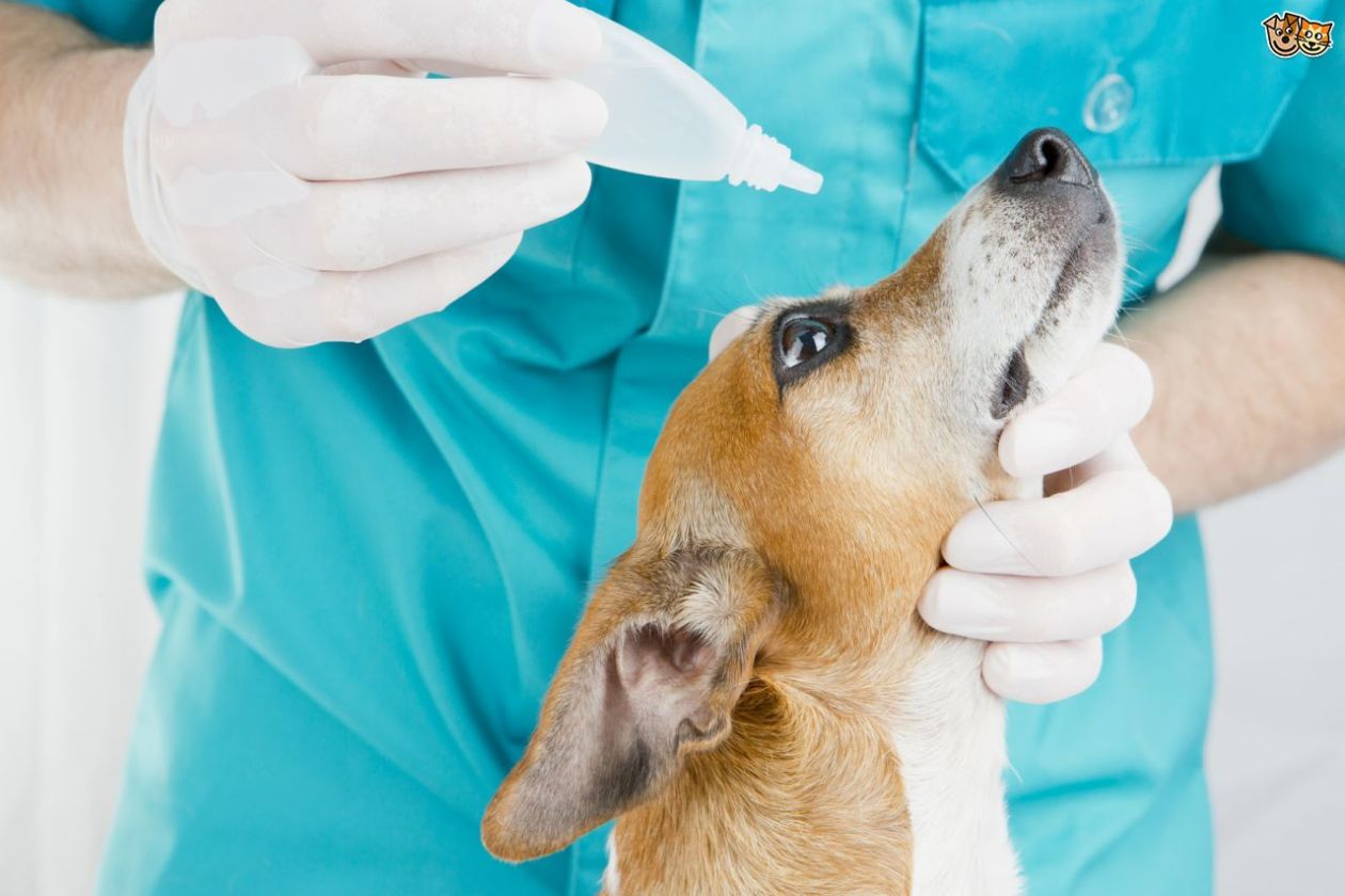 Кератит у собак: как лечить воспаление роговицы