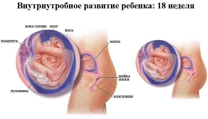 Внутриутробное развитие ребенка 18 недель