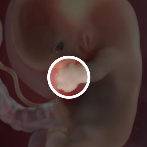 Зачатки пальчиков у эмбриона на 8 неделе беременности