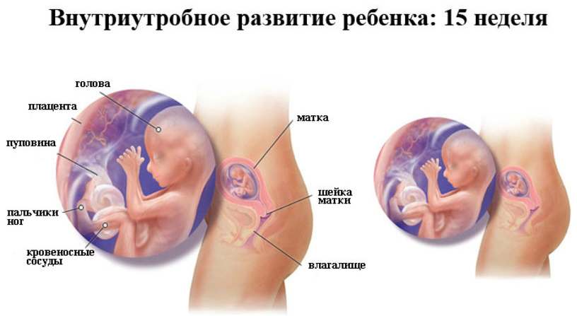 Внутриутробное развитие ребенка 15 недель