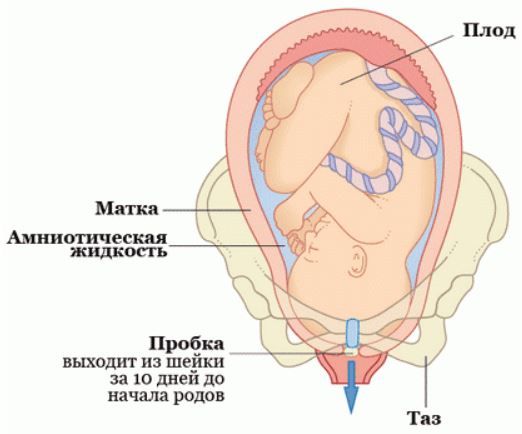 Когда отходит пробка у беременных