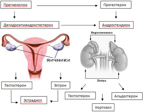 Гиперандрогения у женщин: причины, симптомы, лечение