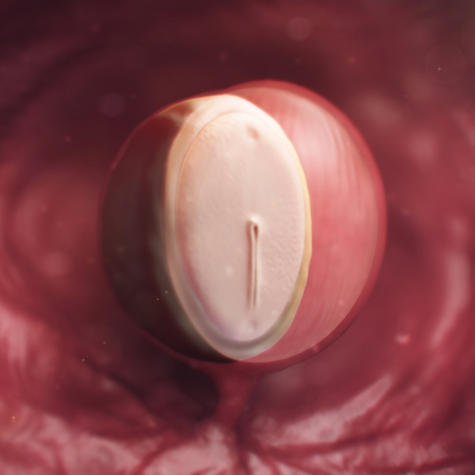 появление эмбриона на 4 неделе беременности
