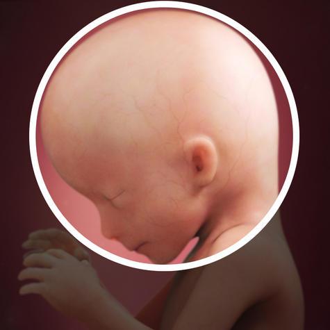 Голова приподнимается и становиться вертикально на 16 неделе беременности