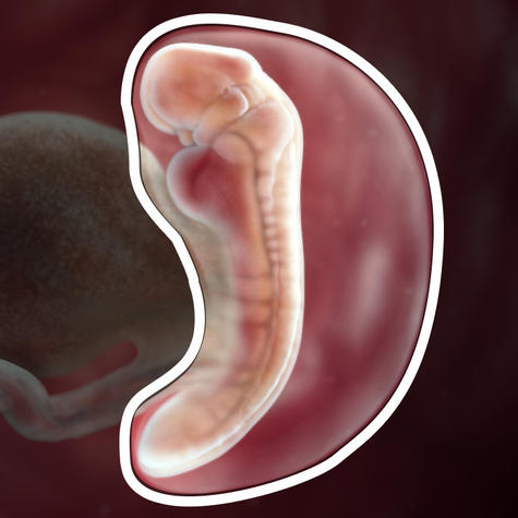 Зародыша на 5 неделе беременности окружает амниотический мешок