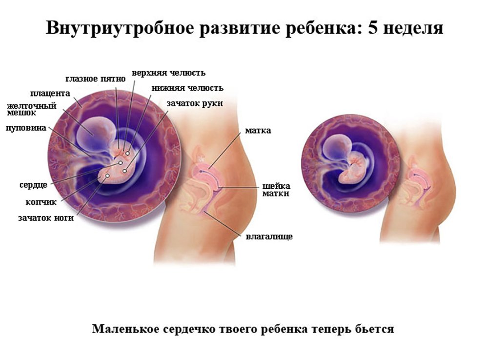 Развитие эмбриона на 5 неделе беременности