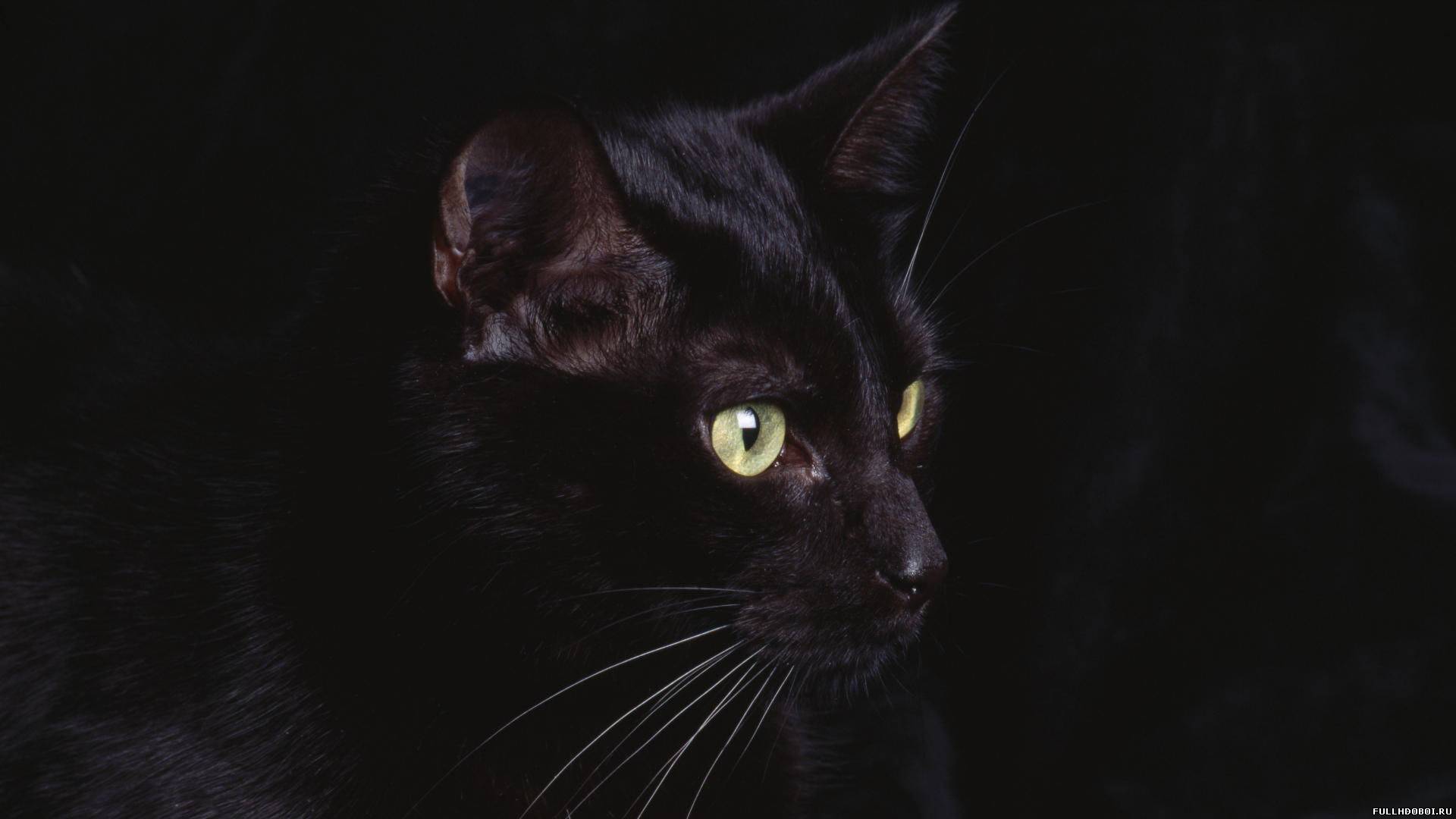 Кератит у кошек: симптомы, диагностика и лечение