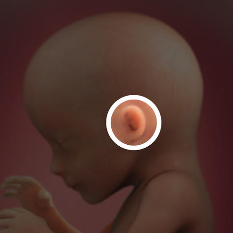 Малыш уже способен различать звуки на 17 неделе беременности