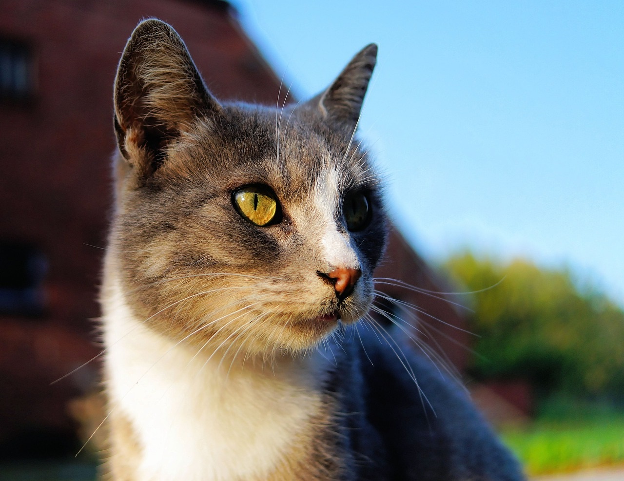 Конъюнктивит у кошек: как и чем лечить?