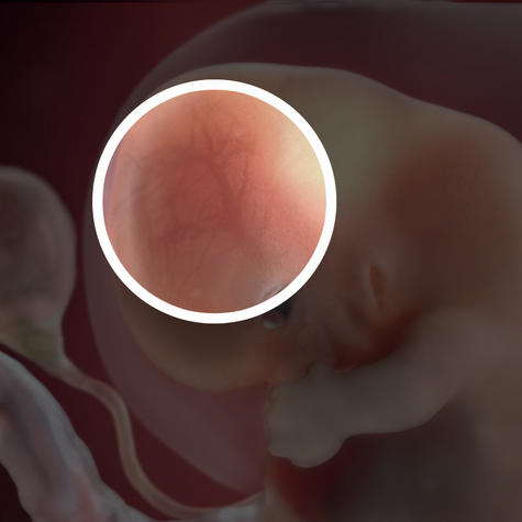 У эмбриона образуется головной мозг на 8 неделе беременности