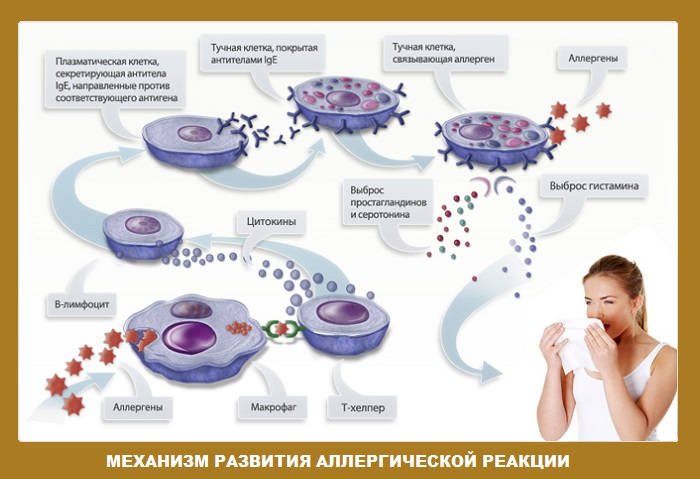 иммунная-система-при-пищевой-аллергие