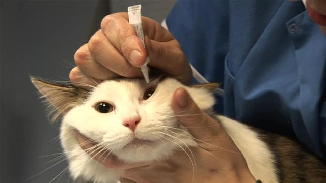 Кератит у кошек: симптомы, диагностика и лечение