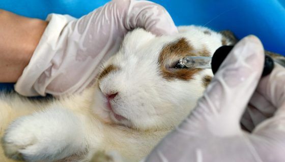 Конъюнктивит у кроликов: как проявляется и как лечить?