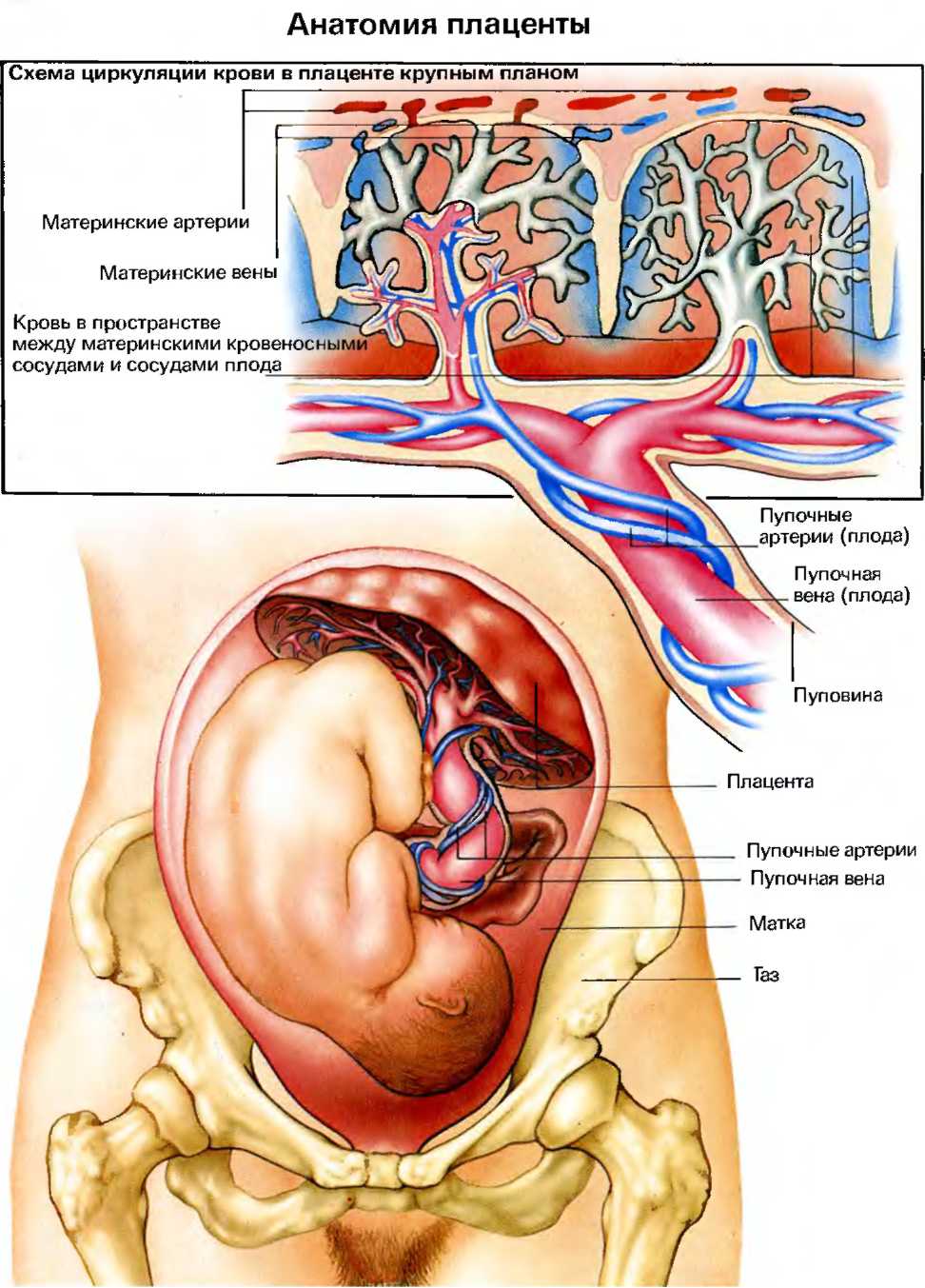 кровеносные сосуды матки и плаценты
