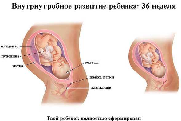 Внутриутробное развитие ребенка 36 неделя беременности